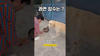 암수가 비율이 역대급이네 남해 리트리버 강아지 몽실이 babydog [upl. by Engel]