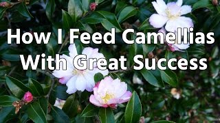 How I Feed Camellias With Great Success [upl. by Namqul767]