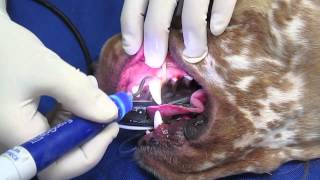 Professional Teeth Cleaning in a Dog or Cat [upl. by God404]