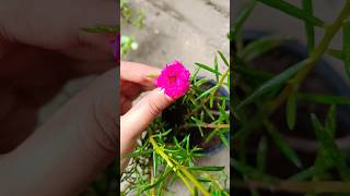 The Flower That Will Change Gardening Forever trending yt [upl. by Neersin]