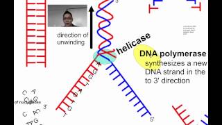 DNA Replication [upl. by Anerrol]