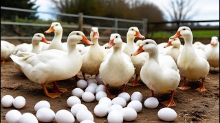 Duck Farming Methods  Duck Farm and Daily Egg Production [upl. by Norek]