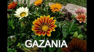 GAZANIA CARACTERÍSTICAS CUIDADOS Y RPRODUCCIÓN POR SEMILLA [upl. by Keffer]