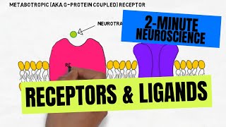 2Minute Neuroscience Receptors amp Ligands [upl. by Northrup]