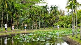 Pamplemousses Botanical Garden in Mauritius [upl. by Imhskal970]