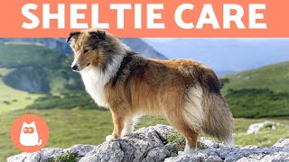 SHETLAND SHEEPDOG 🐶🐾 Sheltie Characteristics and Care [upl. by Dilisio114]