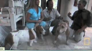 Ceasar Milan bassett hound 23 [upl. by Greiner]