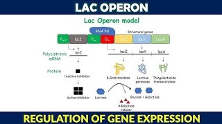 Lac operon in tamil gene expression and regulation [upl. by Elaynad]