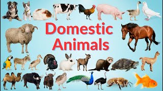 Domestic Animals  Learn Domestic Animals Names For Children  Kids TV [upl. by Htaek]