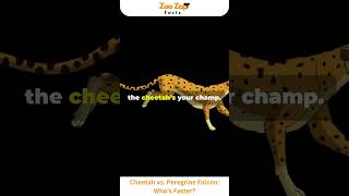 Cheetah vs Peregrine Falcon Who’s Faster cheetah peregrine falcon viralshorts animals facts [upl. by Keele]