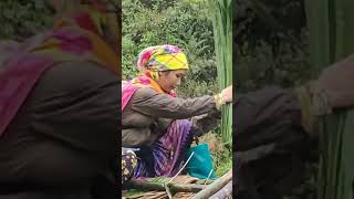 Single mother makes a bamboo house [upl. by Alikat]