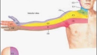 Anatomy and function of cervical nerve C7 [upl. by Hultin732]