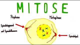 Mitose einfach erklärt  Biologie Klasse 10 [upl. by Enniroc]