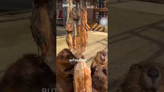 😲The Clever Way Beavers Avoid Dangershorts ytshorts nature [upl. by Ginnifer357]