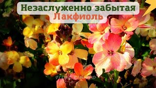 Незаслуженно забытая Лакфиоль Cheiranthus💐 [upl. by Yleme113]