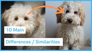 Labradoodle vs Australian Labradoodle  Similarities amp Differences [upl. by Killoran]