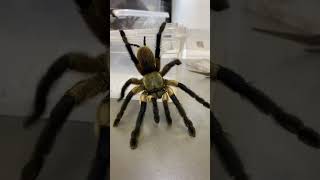 UCIECZKA PTASZNIKA tarantula monocentropusbalfouri baboon venomous [upl. by Ailahtan]