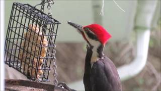 Pileated Woodpecker Call [upl. by Oiratnom484]