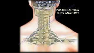 Anatomy Of The Neck amp Cervical Spine  Everything You Need To Know  Dr Nabil Ebraheim [upl. by Segalman]