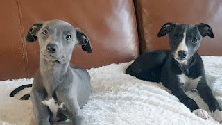 Our new Whippet Puppies [upl. by Germin523]