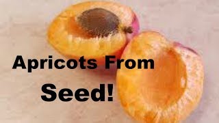 How to Grow Apricots From Seed [upl. by Cherin215]