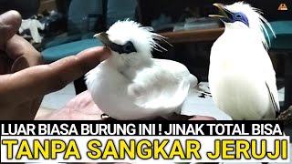 HARGA BURUNG JALAK BALI JINAK TOTAL GACOR HANYA SEGINI [upl. by Irama]