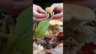 mushroom hunting in the forest with my dog Hydnum repandummushroom nature shorts dog [upl. by Gonzalez]