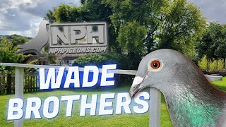 Chris from NPH Pigeons takes a trip to the North of England to speak to The Wade Brothers [upl. by Caddaric]