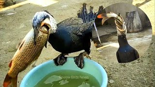 Great cormorant Birds Eat big fish  Review Birds News [upl. by Anaes123]