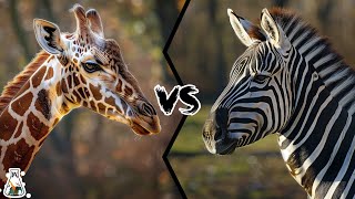 Giraffe vs Zebra  Who Would Win In A Fight [upl. by Odlauso389]