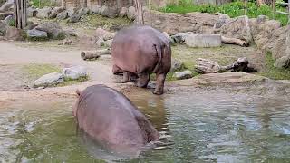 Hippos in water [upl. by Laamak]