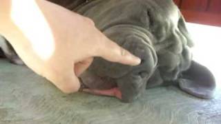 snoring neapolitan mastiff brego [upl. by Mandy]