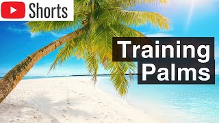 How To Train Palm Trees [upl. by Pretrice]