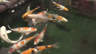 Rainbow Koi Wiltshire Video of High Grade Japanese Koi in Pond 2 [upl. by Elleirda27]