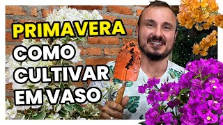 PRIMAVERA BOUGAINVILLEA  COMO CULTIVAR EM VASO [upl. by Verge]