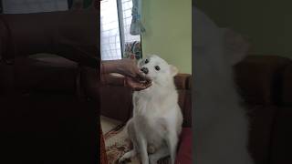 I lubs curd rice 😍❤🧿 dog puppy love cute pets youtubeshorts doglover petowner [upl. by Paresh]