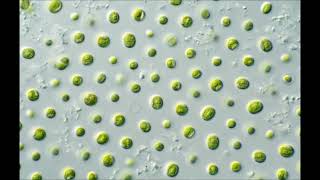 Nannochloropsis Microalgae Algae Double Deep in Pink Vegan Omega 3 Healthy Heart and More [upl. by Callahan]