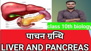 पाचक ग्रन्थि  Digestive Glands LIVER Pancreas slavery Glands यकृत अग्न्याशय यकृत के कार्य [upl. by Primalia]