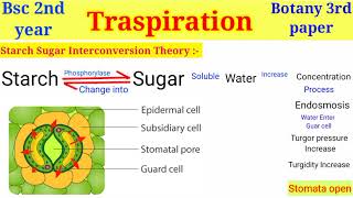 Transpiration In plant  Bsc 2nd year  mechanism of Opening amp Closing stomata  Levitt K theory [upl. by Aihsiyt]