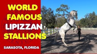 THE quotWORLD FAMOUSquot LIPIZZANER STALLIONS Herrmanns Training Center in Sarasota Florida [upl. by Savinirs]