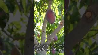 plants plantation pakistan tree generalknowledge [upl. by Yecrad993]