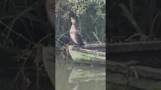 Cormorant In Great Britain [upl. by Hildagarde619]