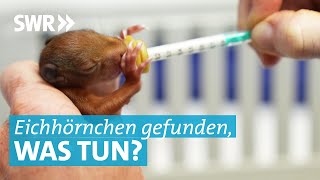 Alle 2 Stunden Fütterung Tierärztin Katrin aus Tübingen rettet EichhörnchenBabys nach Sturz [upl. by Sherill]