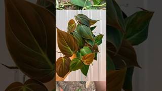 Philodendron Micans propagation ❤️ philodendron philodendronmicans dendron [upl. by Winton]