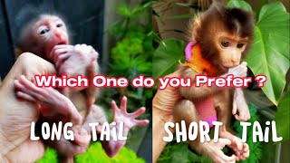 Which One do you Prefer Short Tail or Long Tail Monkey This is the Fact Lovely Fauna [upl. by Nahtaoj950]