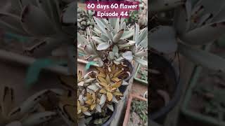 Kalanchoe tomentosa instagram youtubeshorts trending gardeningplants vastu succulentvarieties [upl. by Anotyad]