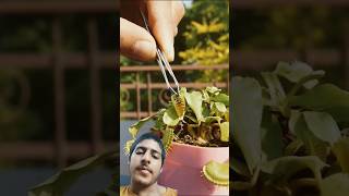 Insect 🐝 eating cactus 🌵shorts trending facts funny youtubeshorts funny minivlog [upl. by Isidor876]