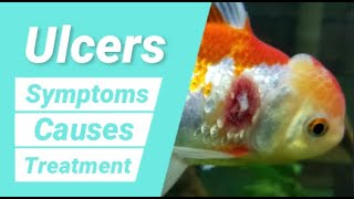 Common Goldfish Diseases Ulcer Disease Treatment For Goldfish [upl. by Mcclish626]