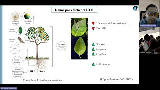 FERTILIZACIÓN FRACCIONADA PARA EL MANEJO DEL HUANGLONGBING EN LIMA PERSA DR LUIS ALFREDO PÉREZ Z [upl. by Humble398]