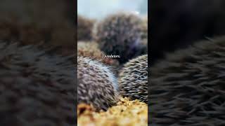 The truth about hedgehog ability shots ytshorts youtubeshorts pets [upl. by Joung642]